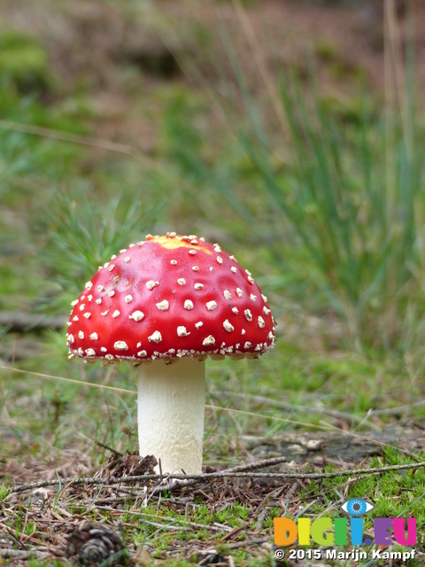 FZ020103 Fly Agaric (Amanita muscaria) mushroom